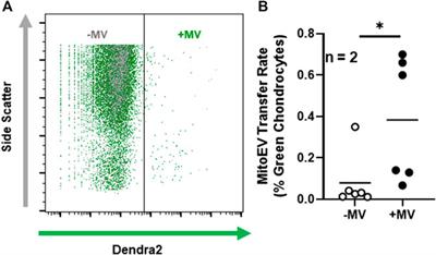 Human mesenchymal stromal cells release functional mitochondria in extracellular vesicles